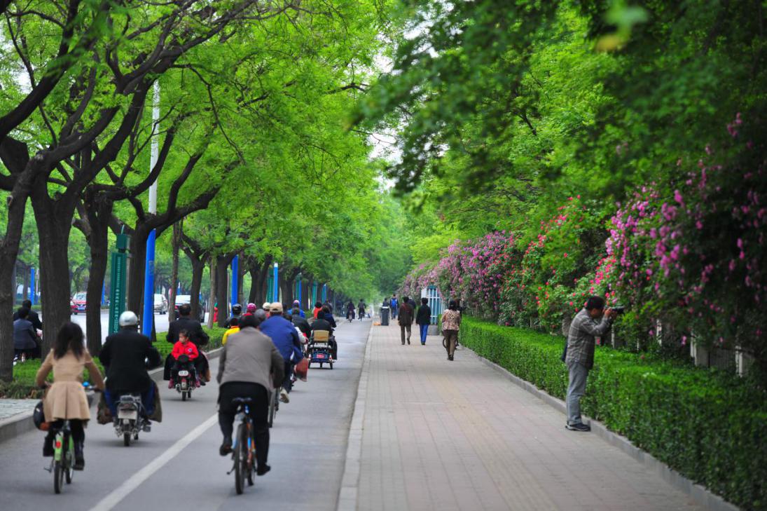 城市树木作为道路绿化主体之一,具有补充氧气,净化空气,美化城市,减少